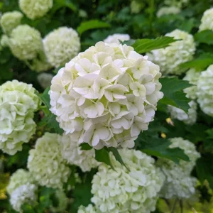 White Ball Viburnum Shrub - Live Plant, Fragrant Snowball, 6-12