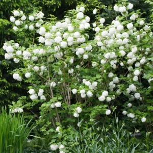 White Ball Viburnum Shrub - Live Plant, Fragrant Snowball, 6-12