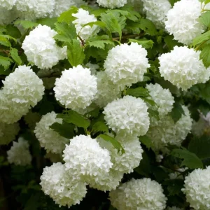 White Ball Viburnum Shrub - Live Plant, Fragrant Snowball, 6-12