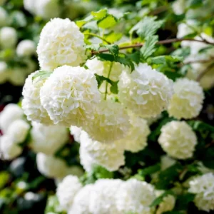 White Ball Viburnum Shrub - Live Plant, Fragrant Snowball, 6-12
