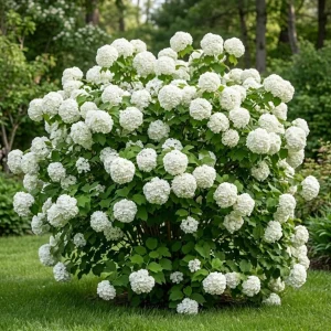 White Ball Viburnum Shrub - Live Plant, Fragrant Snowball, 6-12" Tall, 4" Pot, Outdoor - Image 1