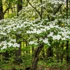 White Dogwood Tree Live Plant, 8-12" Tall, Quart Pot - Ornamental Flowering Dogwoods - Image 1
