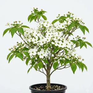 White Dogwood Tree Live Plant, Deciduous Shrub, 6-12" Tall, Quart Pot, Outdoor - Image 1