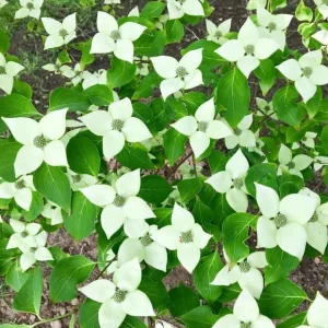 White Dogwood Tree Live Plant, Deciduous Shrub, 6-12" Tall, Quart Pot, Outdoor - Image 2