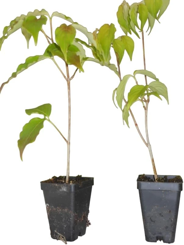 White Dogwood Tree Live Plant, Deciduous Shrub, 6-12" Tall, Quart Pot, Outdoor - Image 3