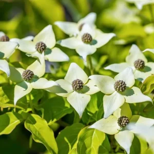 White Dogwood Tree Live Plant, Deciduous Shrub, 6-12
