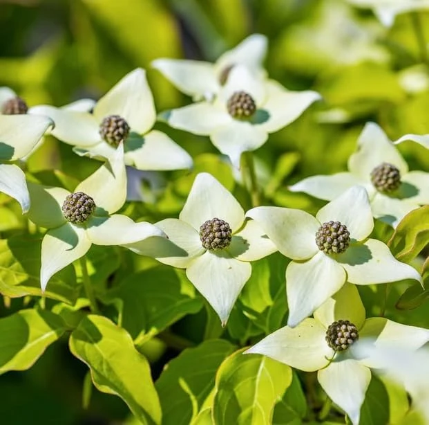 White Dogwood Tree Live Plant, Deciduous Shrub, 6-12" Tall, Quart Pot, Outdoor - Image 4