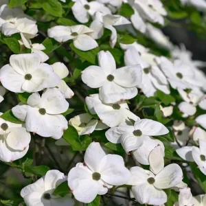 White Dogwood Tree Live Plant, Deciduous Shrub, 6-12