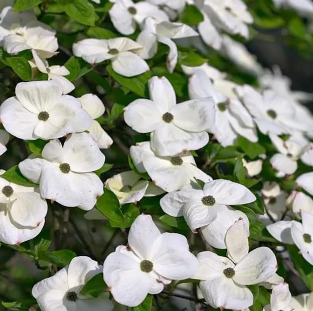White Dogwood Tree Live Plant, Deciduous Shrub, 6-12" Tall, Quart Pot, Outdoor - Image 5