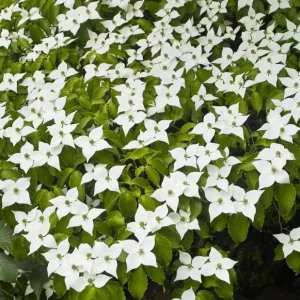 White Dogwood Tree Live Plant, Deciduous Shrub, 6-12