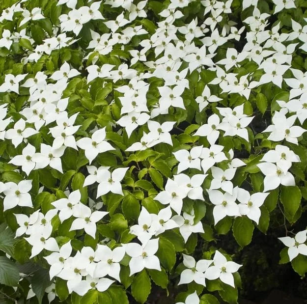 White Dogwood Tree Live Plant, Deciduous Shrub, 6-12" Tall, Quart Pot, Outdoor - Image 6
