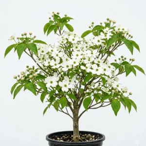 White Dogwood Tree Live Plant, Deciduous Shrub, 6-12" Tall, Quart Pot, Outdoor - Image 1