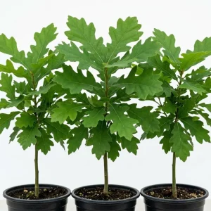 White Oak Tree Live Plant - 6-12 Inch Tall, 4 Inch Pot, Fast Growing Deciduous Outdoor Tree - Image 2