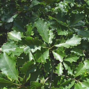 White Oak Tree Live Plant - 6-12 Inch Tall, 4 Inch Pot, Fast Growing Deciduous Outdoor Tree - Image 5