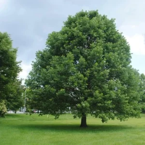 White Oak Tree Live Plant - 6-12 Inch Tall, 4 Inch Pot, Fast Growing Deciduous Outdoor Tree - Image 6