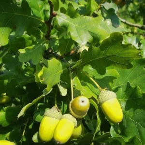 White Oak Tree Live Plant - 6-12 Inch Tall, 4 Inch Pot, Fast Growing Deciduous Outdoor Tree - Image 7
