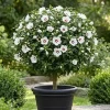 White Rose of Sharon 'Red Heart' Live Plant, 8-12 Inch Tall, Quart Pot, Outdoor Flowering Shrub - Image 1