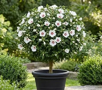 White Rose of Sharon 'Red Heart' Live Plant, 8-12 Inch Tall, Quart Pot, Outdoor Flowering Shrub - Image 1