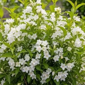 White Weigela Live Plant - Reblooming Shrub - 6-12 Inch Tall, 4 Inch Pot - Outdoor - Image 1