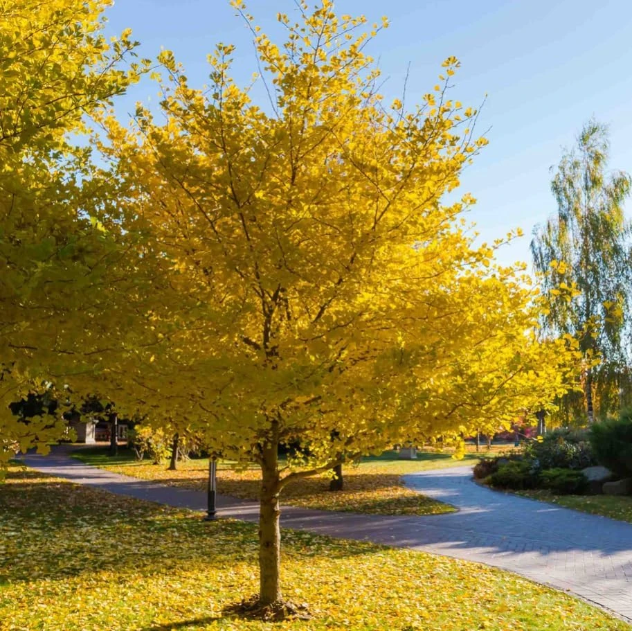 Yellow Ginkgo Tree Live Plant - Maidenhair Tree, 8-12" Tall, Quart Pot, Outdoor - Image 2