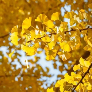 Yellow Ginkgo Tree Live Plant - Maidenhair Tree, 8-12