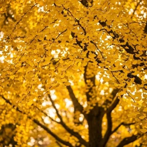 Yellow Ginkgo Tree Live Plant, Maidenhair Tree, 8-12" Tall, Quart Pot, Outdoor - Image 1