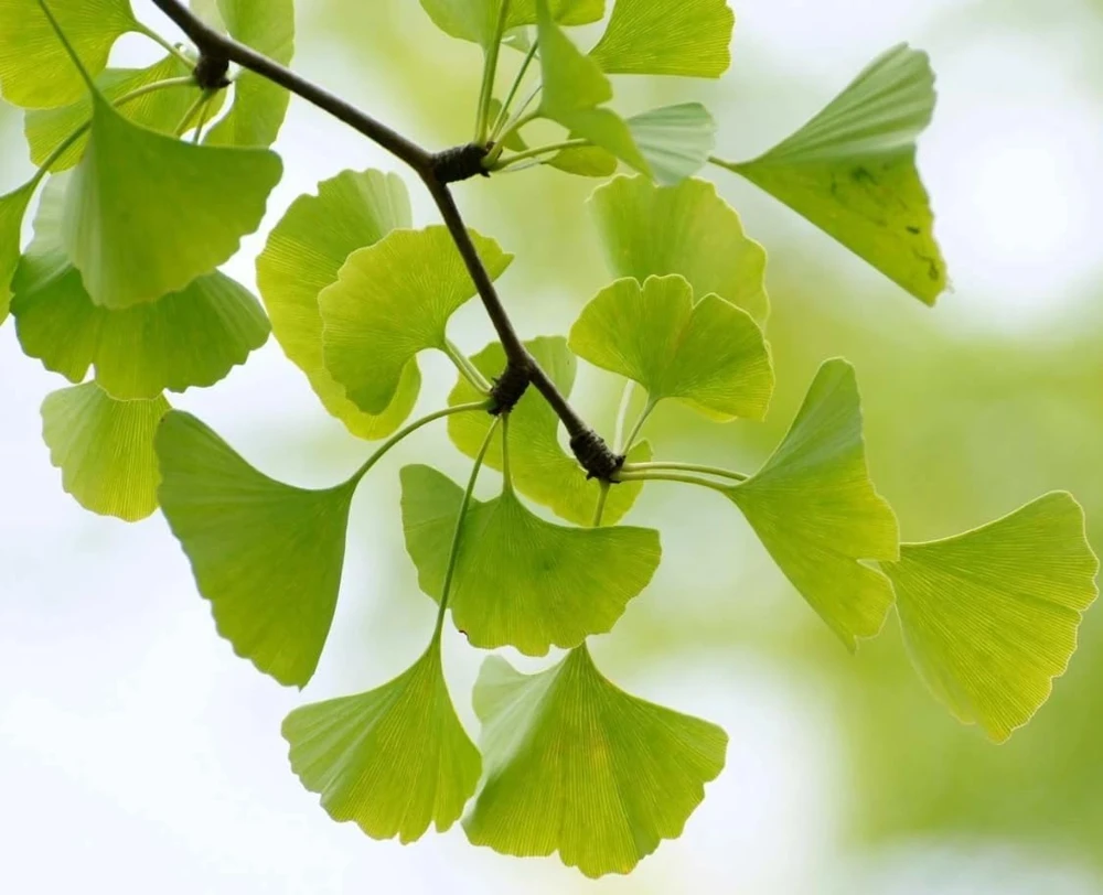 Yellow Ginkgo Tree Live Plant - Maidenhair Tree, 8-12" Tall, Quart Pot, Outdoor - Image 4