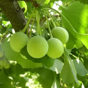 Yellow Ginkgo Tree Live Plant - Maidenhair Tree, 8-12