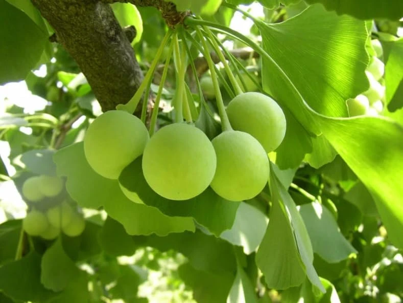 Yellow Ginkgo Tree Live Plant - Maidenhair Tree, 8-12" Tall, Quart Pot, Outdoor - Image 7