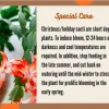 Yellow Holiday Cactus Live Plant - Schlumbergera Zygo, 2-inch Pot, Indoor - Image 1
