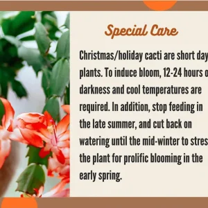 Yellow Holiday Cactus Live Plant - Schlumbergera Zygo, 2-inch Pot, Indoor - Image 1