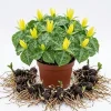 Yellow Trillium Bulbs for Planting - Pack of 5 Wood Lily Tubers, Partial Shade - Image 1